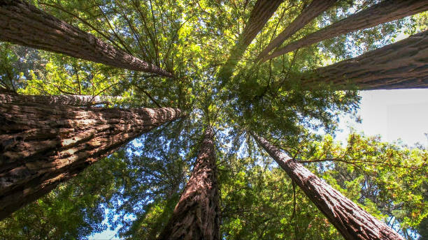 Trusted Graton, CA Tree Services Experts