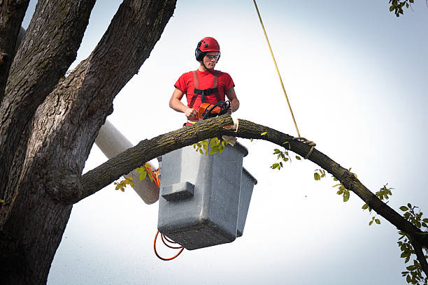 How Our Tree Care Process Works  in  Graton, CA