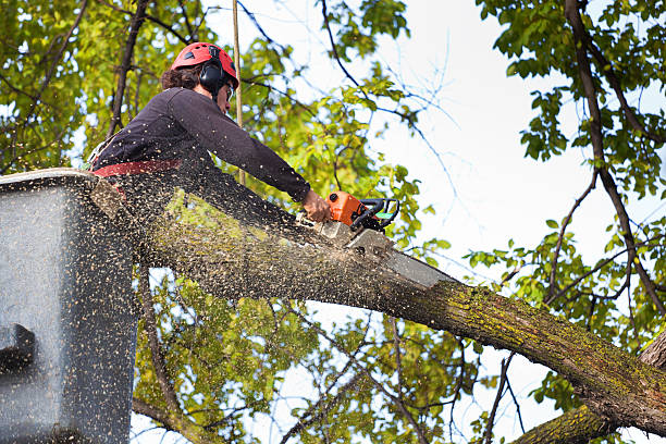 Mulching Services in Graton, CA